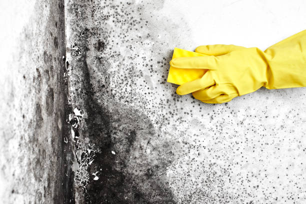 Best Black Mold Removal  in Pilot Mountain, NC
