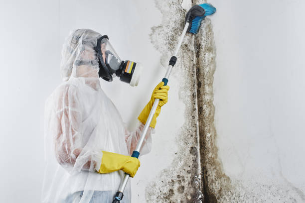 Best Residential Mold Removal  in Pilot Mountain, NC