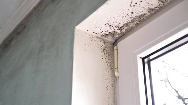 Best Professional Mold Removal  in Pilot Mountain, NC