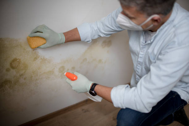 Best Mold Damage Repair  in Pilot Mountain, NC