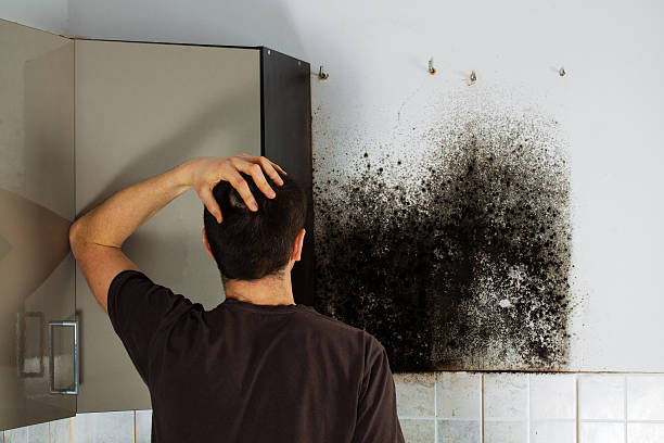 Best Mold Testing  in Pilot Mountain, NC