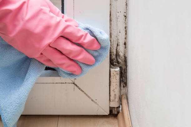 Trusted Pilot Mountain, NC Mold Removal Experts